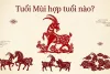 Tam hợp Hợi Mão Mùi, tuổi Mùi hợp với tuổi Heo và tuổi Mèo 