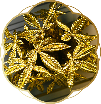 Ngoc Tam An aedaed3a