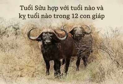 Tuổi Sửu hợp với tuổi nào và kỵ tuổi nào trong 12 con giáp