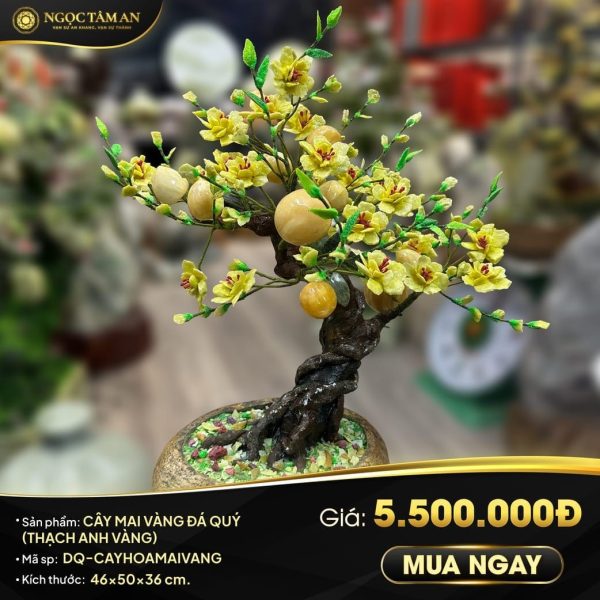 Frame CAY MAI VANG 01