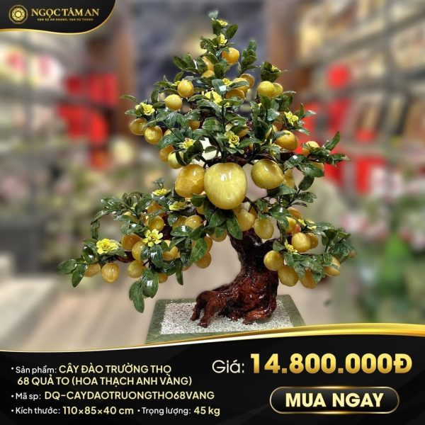 Cây đào trường thọ 68 quả to (hoa Thạch Anh Vàng)