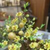 Cây mai vàng đá quý (Thạch anh vàng) 4