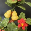 Cây Hồ Lô 18 Quả đá Ngọc Hoàng Long (hoa Ruby) 3