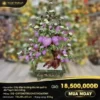 Cây đào trường thọ 68 quả to Thạch Anh Hồng 1