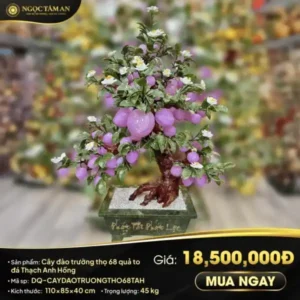 Cây đào trường thọ 68 quả to Thạch Anh Hồng 1