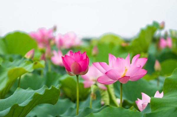 Hoa sen biểu tượng quốc hoa Việt Nam