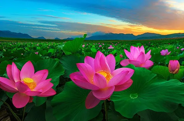 ý nghĩa của hoa sen, quốc hoa việt nam 
