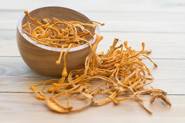 Nấm đông trùng hạ thảo