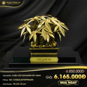 Chậu cây Kim ngân dát vàng