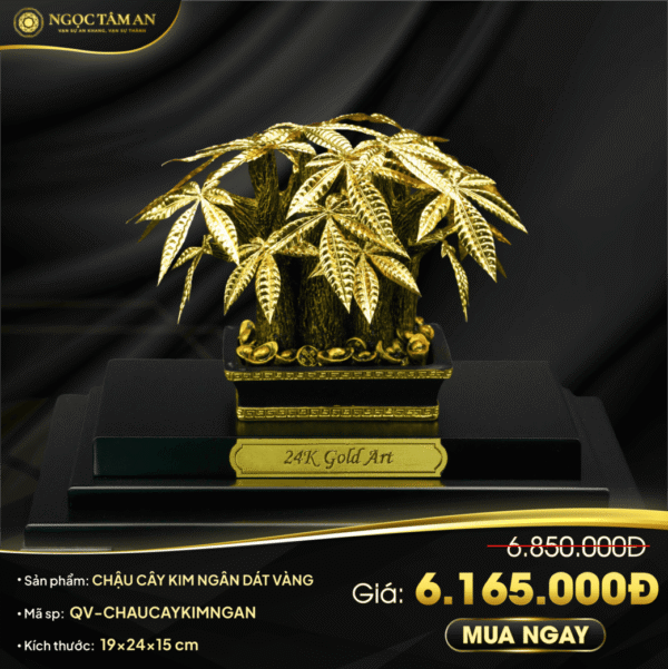 Chậu cây Kim ngân dát vàng