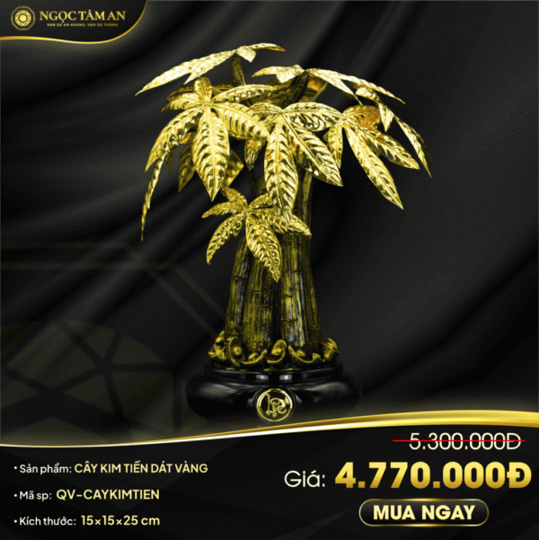 Cây kim tiền dát vàng