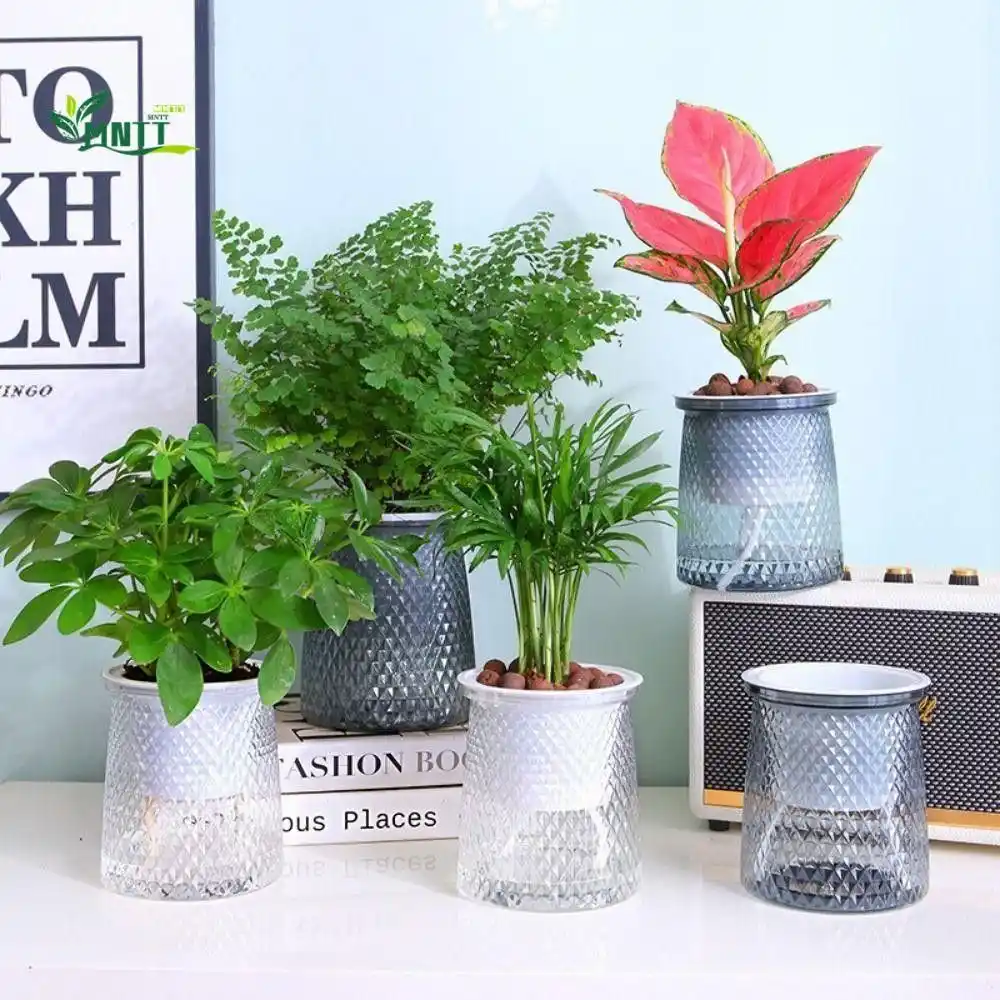 Chậu cây xanh để bàn 