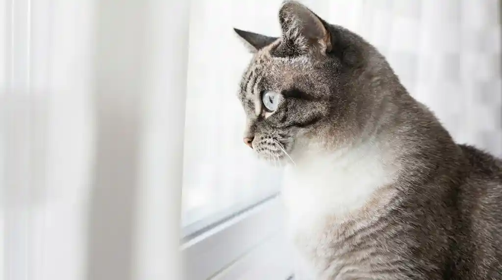 Tuổi Mão sinh năm bao nhiêu, con Mèo trong 12 con giáp và mệnh ngũ hành từng năm
