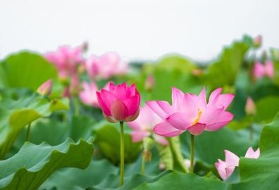 Hoa sen biểu tượng quốc hoa Việt Nam